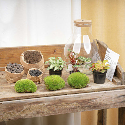 Terrarium DIY Kit Sam with Light 30 cm Glass Bottle Garden with Calathea - Afanaya